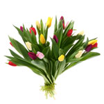 Bukiet z 21 kolorowych tulipanów