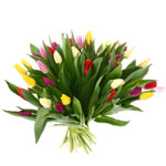 Bukiet z 35 kolorowych tulipanów