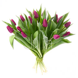 Bukiet z 15 tulipanów