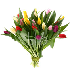 Bukiet z 25 kolorowych tulipanów